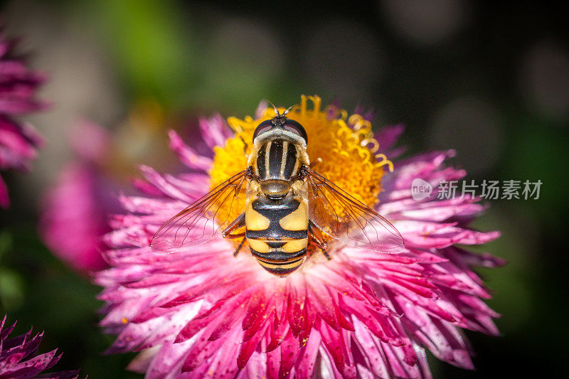 贪食虫(Helophilus fasciatus)短角虫。“不朽的苞片。”(Strawflower)